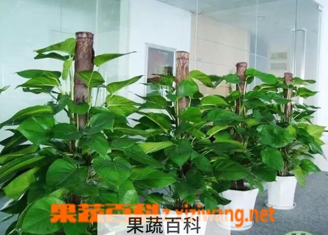果蔬百科绿萝和黄金葛的区别