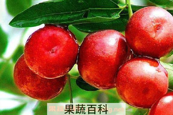 红圆枣的功效与作用