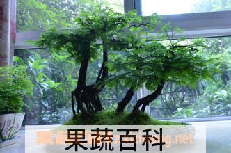 果蔬百科水杉盆景怎么养