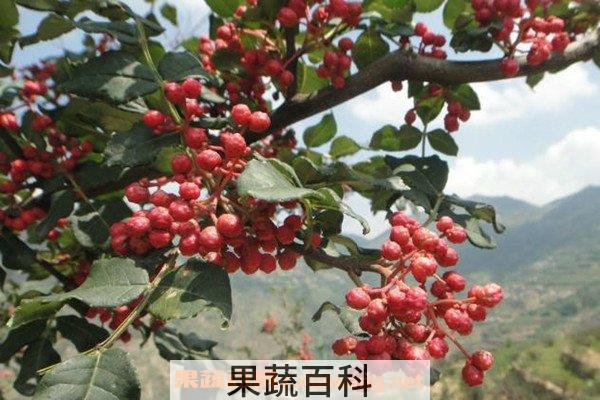山花椒