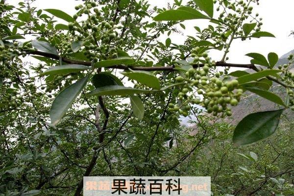 山花椒