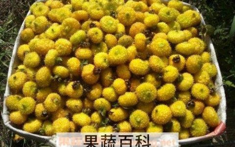 刺梨孑有什么功效? 刺梨子的功效和副作用
