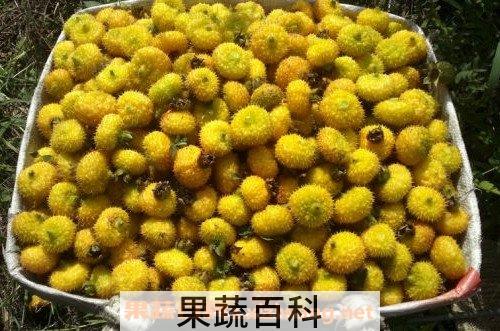刺梨子