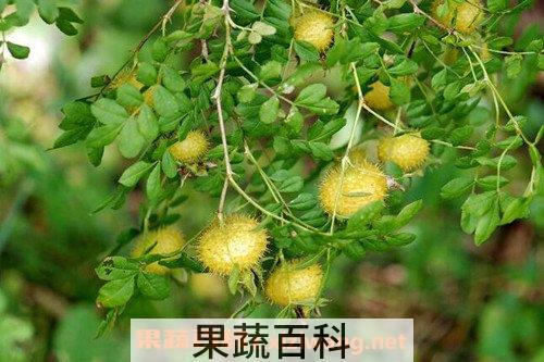 刺梨子