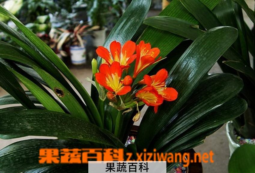 果蔬百科垂笑君子兰适合室内养殖吗