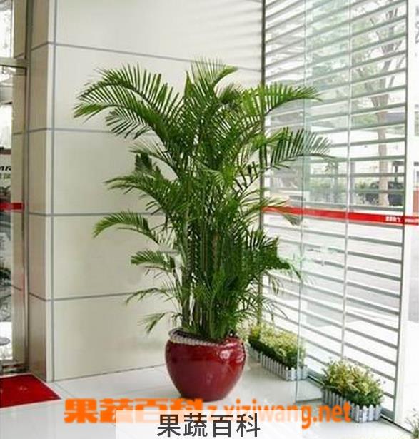 果蔬百科散尾葵和凤尾竹的区别