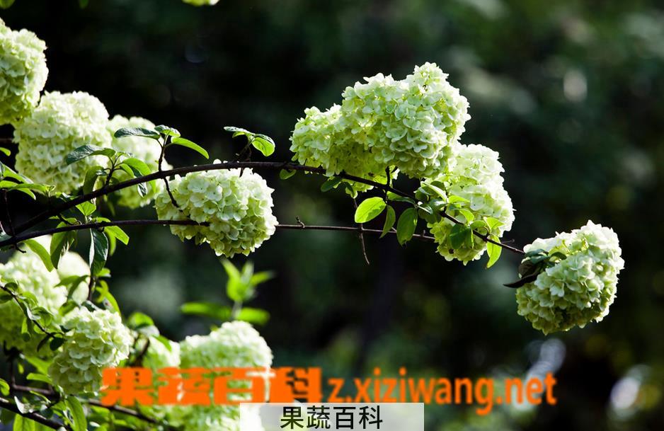 果蔬百科木绣球花后的处理方法