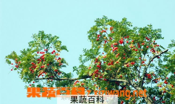 果蔬百科北方红豆杉和南方红豆杉的区别