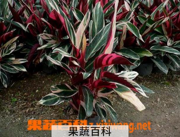 果蔬百科紫背竹芋有毒吗 紫背竹芋的养殖方法