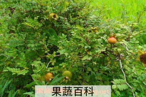 野生刺梨