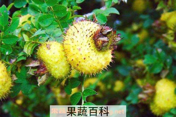 刺梨