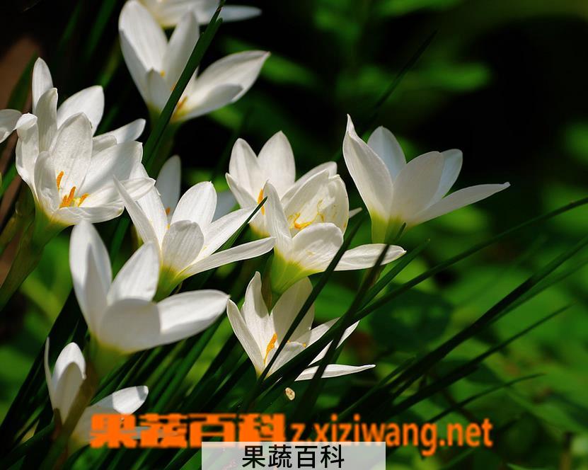 果蔬百科葱莲的养殖方法