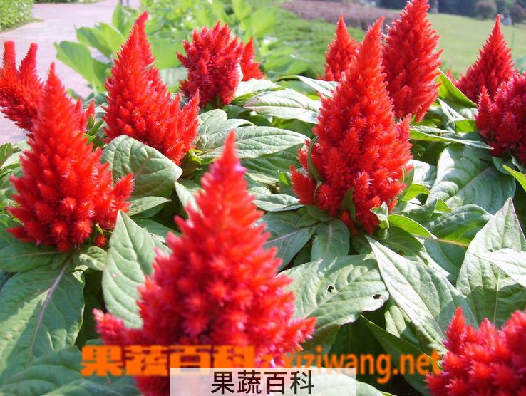 果蔬百科后庭花的养殖方法