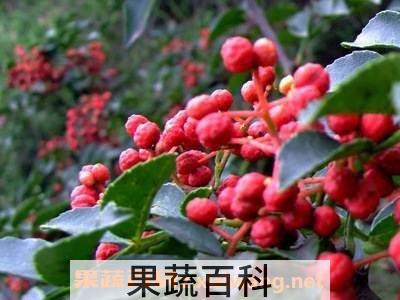 野花椒根