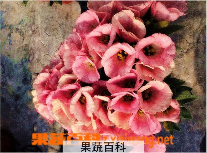 果蔬百科洋桔梗花后的处理方法