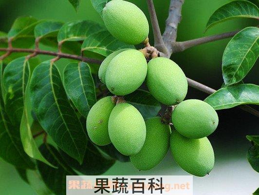 青橄榄