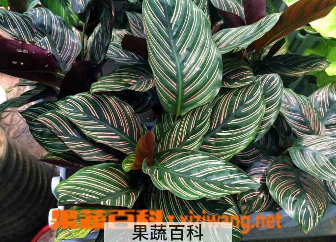 果蔬百科双线竹芋