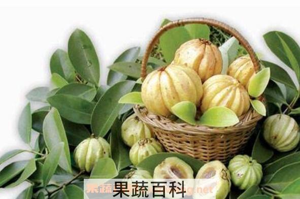 藤黄果的作用与禁忌 藤黄果不适合什么人吃