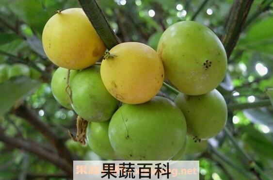 藤黄果的作用与禁忌 藤黄果不适合什么人吃