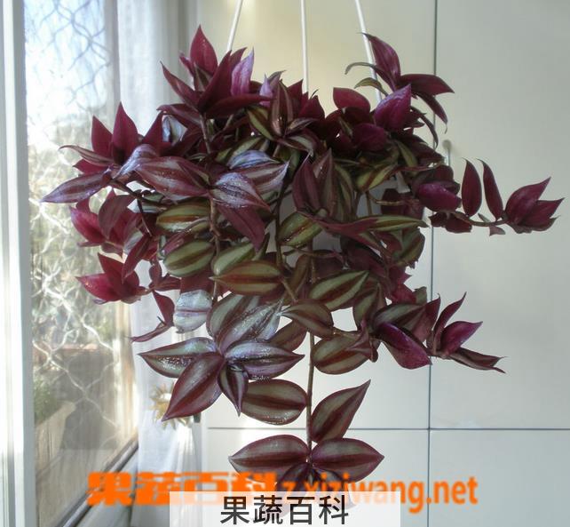 果蔬百科吊竹梅