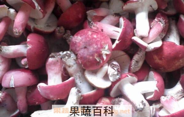 红菌菇怎么吃 红菌菇怎么做来吃