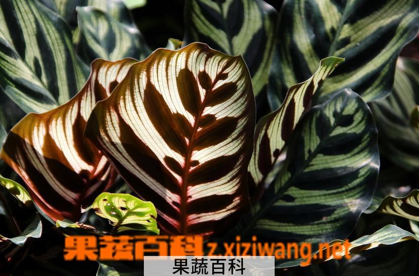 果蔬百科孔雀竹芋的养殖方法