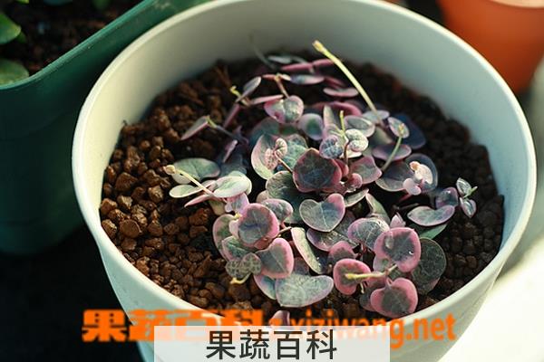 果蔬百科爱之蔓的养殖方法