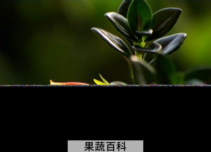 果蔬百科金鱼吊兰的养殖方法和注意事项