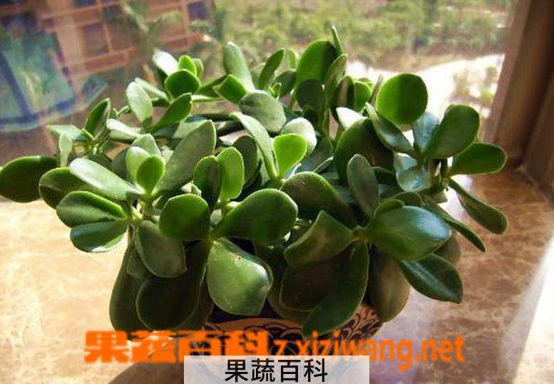 果蔬百科玉树花的养殖方法