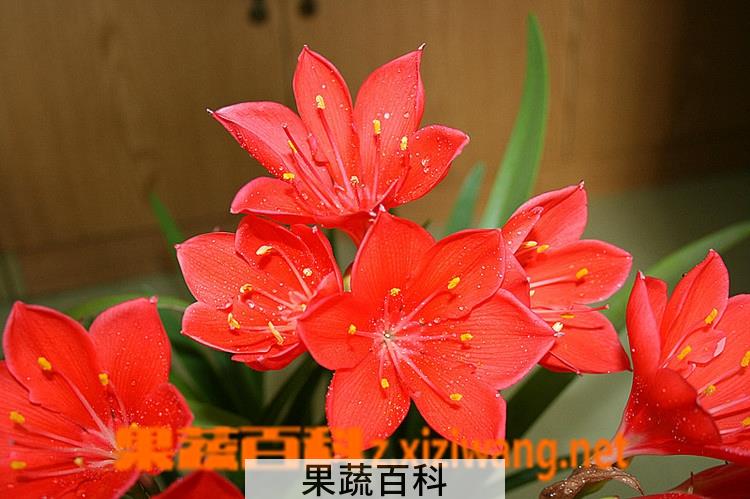 果蔬百科紫根兰的养殖方法