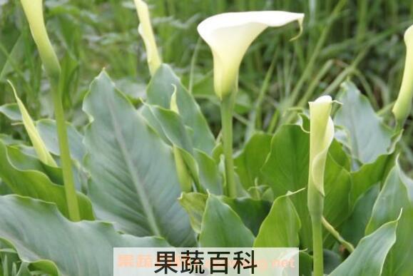 马蹄莲如何煮水 马蹄煮水的做法大全
