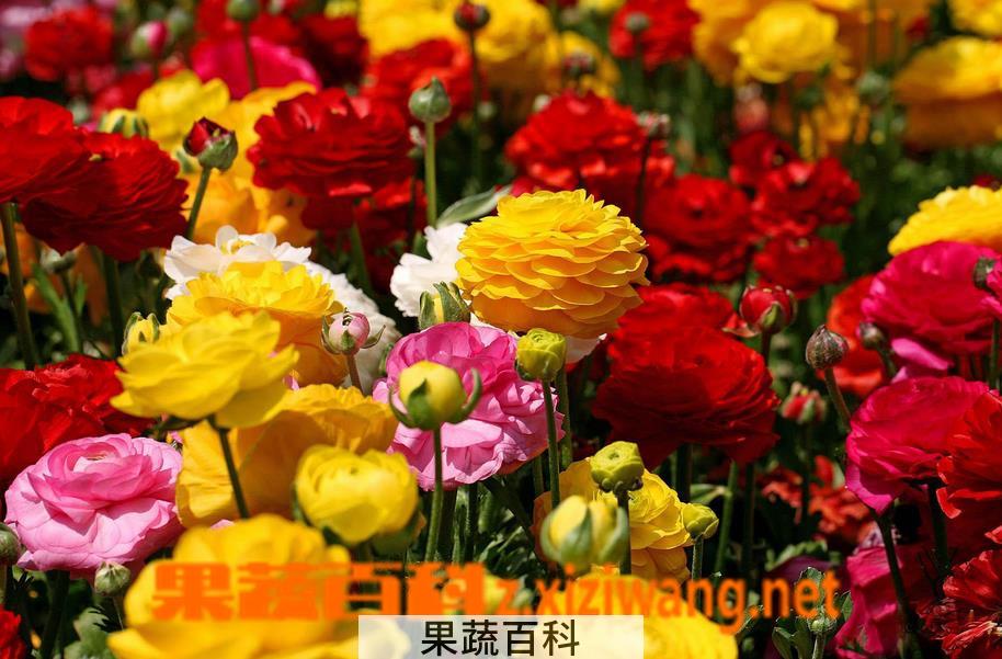 果蔬百科花毛茛花后的处理方法