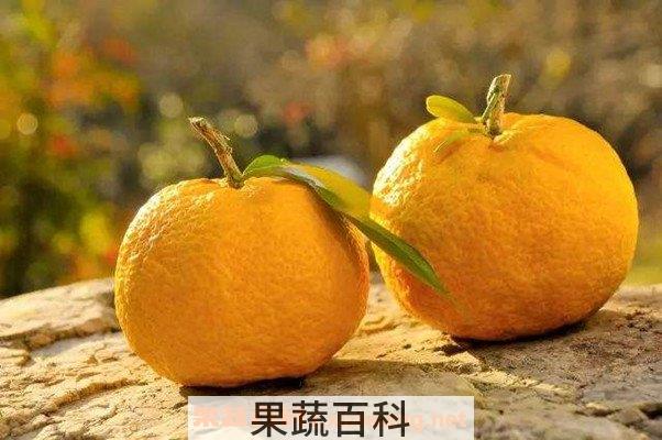 柚子酵素