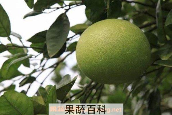 柚子酵素