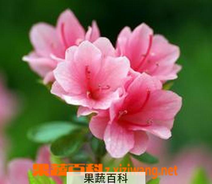 果蔬百科杜鹃花图片 杜鹃花栽培养殖方法