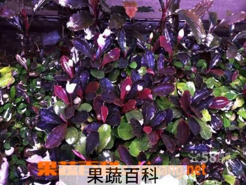 果蔬百科辣椒榕图片 盆栽辣椒榕养殖技巧