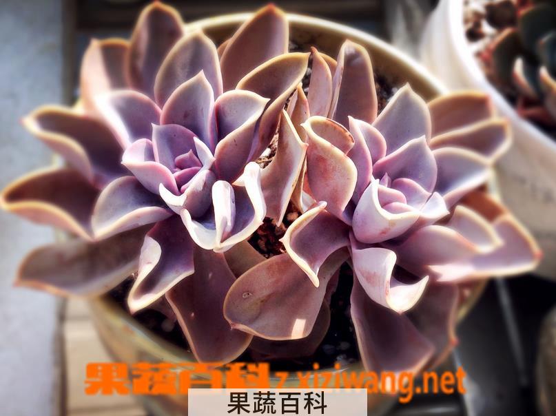 果蔬百科紫珍珠图片 多肉紫珍珠怎么养