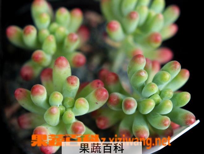 果蔬百科乙女心图片 乙女心植物养殖技巧