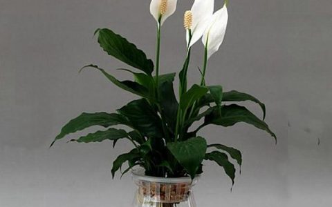 一帆风顺花有毒吗?对身体有什么害处? 一帆风顺花有毒吗能在室内摆放吗