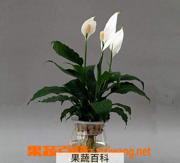 果蔬百科一帆风顺花有毒吗