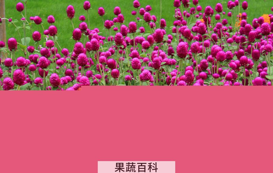 果蔬百科千日红图片 千日红栽培养殖方法