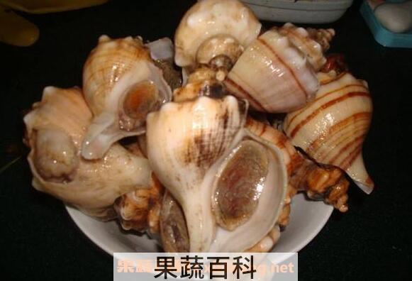 角螺和海螺的区别 角螺的功效与作用