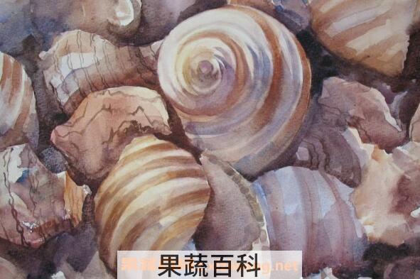角螺和海螺的区别 角螺的功效与作用