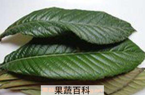 枇杷叶的功效与作用 枇杷叶禁忌