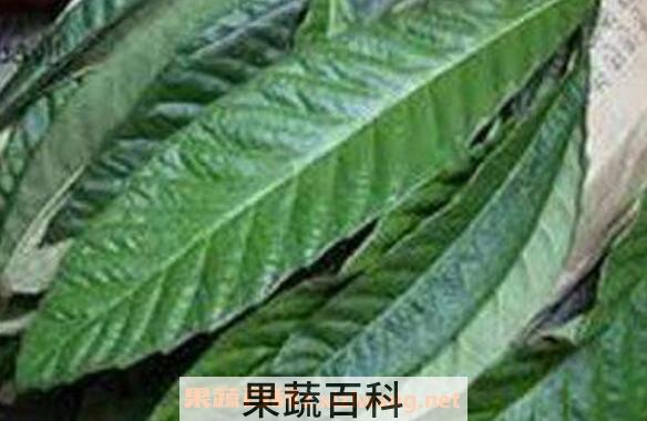 枇杷叶的功效与作用 枇杷叶禁忌