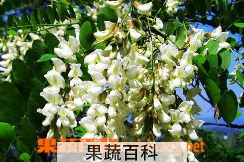 果蔬百科盆栽槐花图片 盆栽槐花养殖技巧