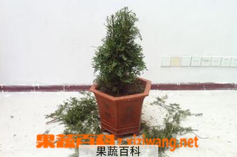 果蔬百科红豆杉修剪步骤图解