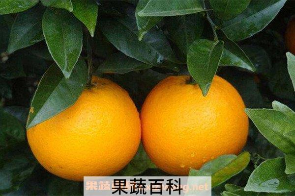 橙子