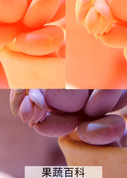 果蔬百科桃美人植物养殖技巧