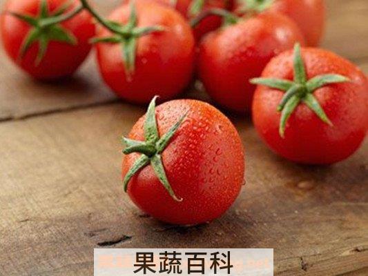 茄红素